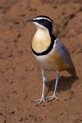 Op de een of andere manier is deze vogel een must om te zien voor vogelaars. Dit vond ik raar toen ik de tekening in mijn vogelgids zag. Pas toen ik hem in het echt zag wist ik waarom. Dit is een geweldig mooie vogel.

Enjoy!

(genomen vanuit een bootje)