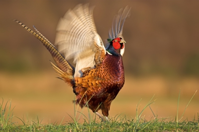 Another Pheasant in typical Action.

20 D + EF 100-400 @ 400 mm, f 5.6, 1/400 sec., ISO 200,