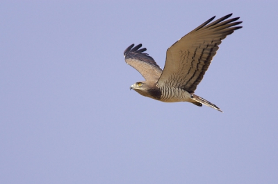 Een van de mooiste fly-by's die ik ooit gezien heb. Jammer dat ik uit de auto heb moeten springen en uit de hand geschoten heb. Daardoor zijn de foto's waar die echt dichtbij was niet scherp genoeg naar mijn zin. 

Deze foto is een geherschaalde crop van 6 MP van een 8.2 MP origineel, dus 73%.