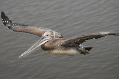Op een mistige dag op de Monterey Bay wilden de walvissen niet bepaald meewerken maar waren de pelikanen weer in grote getalen aanwezig. Deze gleed vlak langs de boot....een mooie kans.