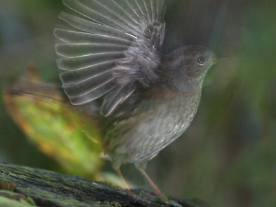 Tja, deze foto is bijna een jaar oud maar ik wil 'em toch heel graag laten zien. Genomen in m'n achtertuin vanuit schuiltent. Het was een experimentje: iets 'slow' flitsen in de schemer en dan hopen dat de beweging van de vogel erop staat. Ik was erg verrast over het vreemde resultaat. Je kijkt dwars door de vogel heen! Maar ik kan me ook wel voorstellen dat sommigen het niks vinden. (die lichtgroene vlek onder z'n staart is een blad)  Groeten,
Arno