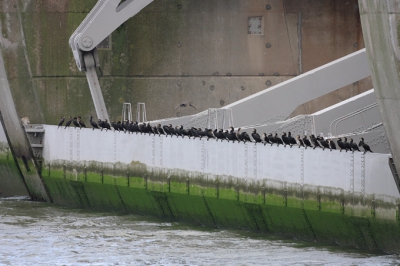 Tientallen Aalscholvers zitten op een schuif van de Haringvlietsluizen. Het lijkt alsof de visetende vogels zitten te wachten op de plannen van Rijkswaterstaat, waarbij het beheerregiem van dit sluizencomplex zal veranderen. Een paar schuiven zullen op een 'Kier' worden gezet, waardoor er een natuurlijke overgang zal ontstaan tussen (zout)zeewater en (zoet) Haringvlietwater. Tot op heden is het echter veel uitstel. Als het maar geen afstel wordt...
