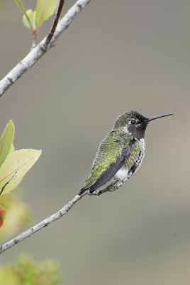 Ik ben helemaal verliefd geworden op kolibri's sinds mijn bezoek aan Californie deze zomer. Wat een geweldige vogeltjes zijn het toch. Deze anna's kolibri bleef lang genoeg stil zitten voor een close-up. Zittend zijn ze al lastig omdat ze zo vreselijk vlug zijn maar vliegend fotograferen is bijna onmogelijk, al heeft lang proberen nog wel een paar mooe foto's opgeleverd