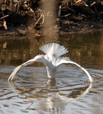 eerder deze week was me al iets opgevallen aan de kokmeeuwen in ons stadspark: ze zwemmen wat rond, vliegen plots een half metertje op en duiken het water in. omdat ze nogal goed drijven, floepen (?) ze meteen weer omhoog zoals een rubber bal die je onder water houdt en vervolgens los laat. helaas stond er een heerlijk briesje waardoor mijn open plek in het riet op het moment dat ik de foto nam, niet meer zo open was...