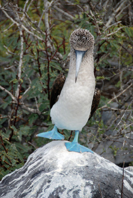 Deze vogel is de meest herkenbare van de Galapagos. Hier is hij bezig met zijn dansje om zijn partner te imponeren met zijn blauwe poten.