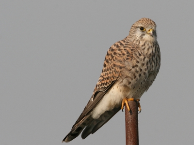 Deze plaat is op 30-10-2008 in het verzamelalbum geplaatst. De vogel staat hier rechts op de foto. Om eens te zien  wat het effect van een linkse plaatsing van de vogel zou zijn, heb ik hiernaast de andere, linkse, opstelling geplaatst.