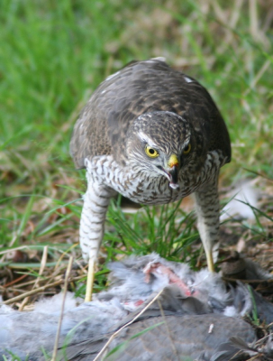 Nog een foto van dezelfde sperwer op een houtduif, die hij zojuist geslagen had.