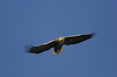 Mijn eerste foto op Bird Bix. Een geweldige fotografie vakantie gehad in de Oder Delta. Deze zeearend komt kijken of 'ie een lekker visje kan snaaien