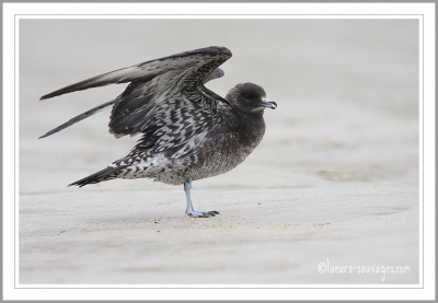 Alors que je photographiais quelques oiseaux classiques sur la plage, ce juvnile est venu se poser devant moi. il est rest plus de 20 mn  se toiletter et se reposer puis il est reparti.
( dsole pour le nrl, je suis franaise d'origine ;-)