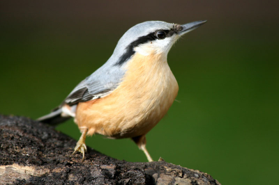 En dit was ook eentje van deze middag de andere van de drie doe ik morgen.