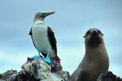 De combinatie van deze blue-footed booby met in de achtergrond de zeeleeuw vind ik het tonen waard. Genomen vanaf een rubberboot en ondanks dat toch scherp.