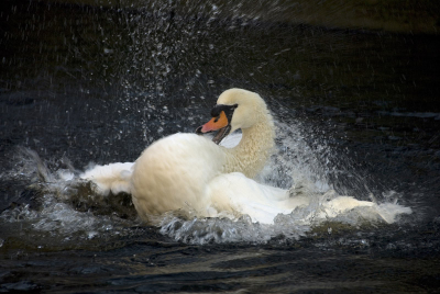 en nog een plaatje van die zwaan, die zich ook volledig uitleefde in de gracht in Delft