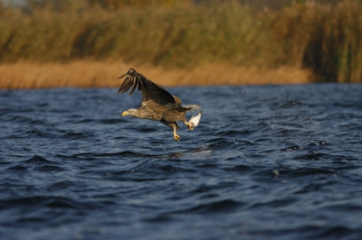 Got him! Een spectaculair moment om mee te mogen maken, een zeearend die de vis uit het water graait. En hij heeft beet, in de ochtendzon weten vast te leggen.