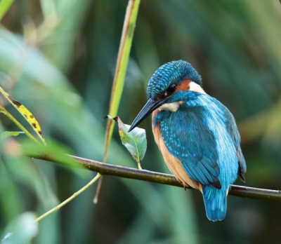 Wederom de IJsvogel uit de OVP, maar nu eens niet op het stokje, maar in de bosjes vlak voor de hut