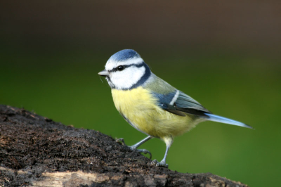 Deze pimpelmees bleef mooi zitten en was makkelijk te fotograferen. Ben benieuwd wat jullie er van vinden.