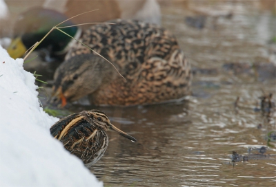 Dezelfde vogel als in het algemene album. De vogel liet het paartje Wilde Eend gewoon passeren. Canon 20D, EF500mm/f4 + 1.4x, f9 1/125 sec, +2/3 stop, ISO 200, rijstzak uit de auto.