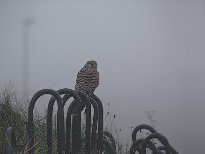 Vanmorgen onderweg naar werk zet dit valkje op een bunker in de mist...
Had net genoeg tijd om snel het raam open te doen aan de bestuurderszijde en tegelijkertijd m'n camera uit de tas te halen die naast me stond. Ondanks het snelle handelen wel tevreden met het resultaat. En dan vooral het sfeertje...