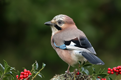 De gaai kwam even kijken bij de vogelhut, eigenlijk te dichtbij voor de 500 mm. maar wel geheel scherp gebleven.
Ik vind het net een kerstkaartje geworden met de rode besjes.