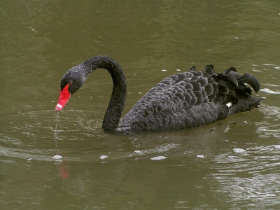 Foto meteen genomen toen hij met z'n kop boven water kwam.
Vanaf de snavel liep een waterstraaltje naar beneden.