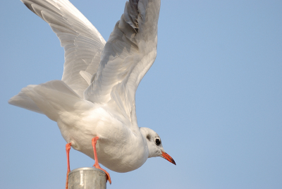 Bij de patattent is het altijd druk met meeuwen, en ze hebben allemaal hun eigen paal. Deze kokmeeuw had zich een betrekkelijk laag paaltje toegeigend, en zat daar prachtig in het zonnetje. Ja, en de leukste plaat is er altijd 1 met actie! Hier staat ie op het punt om weg te vliegen, ik vind zelf dat hij mooi in beeld staat zo, maar ik weet dat er velen zijn die een krappe inkadering maar niks vinden!