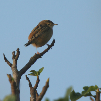 In de begroeiing vlakbij het strand van Tarifa zitten verrassend veel soorten kleine vogeltjes. Ook de watervlugge, en door zijn formaat bijna onzichtbare Graszanger vond ik daar.