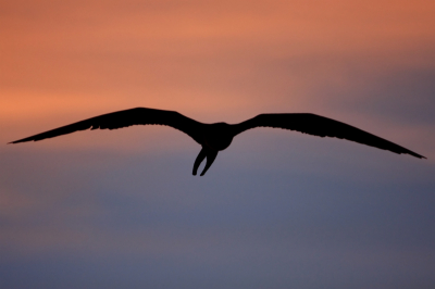 Experimenteren met licht... Dit was mijn eerste ochtend op de eilanden en vanwege de Jet-lag was ik toch al vroeg wakker. Het leek me interessant om foto's van Fregatvogels te maken waarbij het zwart dichtgelopen is voor een interessant effect. Hier heeft dat volgens mij leuk uitgepakt. Foto genomen net voor zonsopkomst.