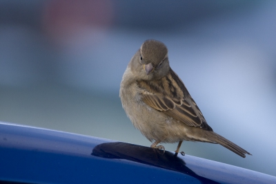 Vooral de blauwe auto en de blauwe lucht met daarin de Huismus spiegelend in de auto vond  ik wel een mooi gezicht. Alleen jammer dat de spiegeling van de vogel in de auto niet beter zichtbaar is.