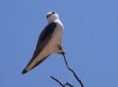 Van Spanje tot Zuid-Afrika en Zuid-Azi: het is altijd weer een boeiende vogel. En het is natuurlijk altijd leuk om in een ver land een soort te zien die in Nederland heel zeldzaam is.
