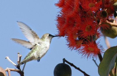 Een vrouwelijke anna's kolibrie die op de karakteristieke kolibrie-manier deze mooie bloem te lijf gaat. De vrouwtjes zijn ietwat saaier dan de mannetjes maar dit is wel een van de eerste vrouwtjes op birdpix