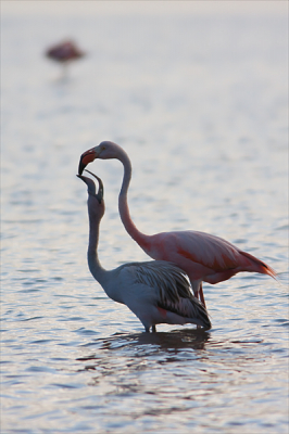 Portretfoto van een bijzonder moment waarop een Caribische Flamingo zijn jong voert door voedsel in de bek van het jong te laten lopen.