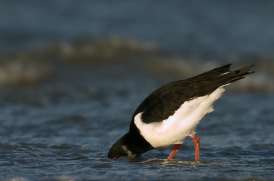 Naar IJmuiden geweest om de drieteentjes te fotograferen,er liepen ook wat Scholeksters rond en ik vond dit wel een leuk gezicht dat je net nog het rood van het oog kon zien.