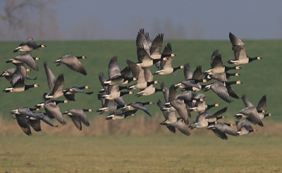Door jagende Slechtvalken heerste er veel onrust. Duizenden Goudplevieren en Kieviten vlogen heen en weer. Brandganzen deden ook mee. Het zijn en blijven ontzettend mooi getekende vogels. De graficus Escher zou er denk ik wel iets moois mee kunnen.