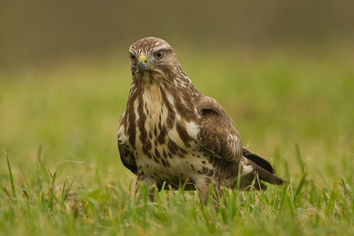 Deze buizerd was zeer gebiologeerd door iets op de grond. Je verwacht dan een kleine prooi al is het maar een wurm. Maar het was een polletje gras. Hij nam het mee naar een paaltje en ging het daar uit elkaar trekken. Dat maakt het vogelen nou zou leuk; het onverwachte. Deze foto heb ik uitgekozen uit de serie omdat hier zo mooi de kracht van de vogel tot uitdrukking komt.