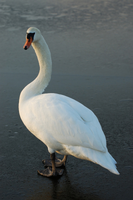 Knobbelzwaan gefotografeerd met tegenlicht laat in de middag op een bevroren plas. (rottemeren) Hij leek er ook echt voor te gaan staan.