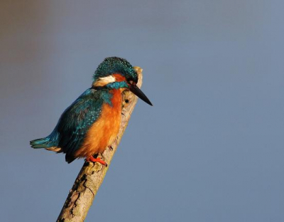 Vandaag weer even naar de OVP en de bekenste IJsvogel van nederland weer op de foto gezet, ik vond deze wel leuk,zo eigenwijs met zijn staartje omhoog