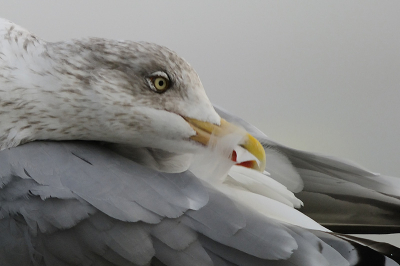 Wat ik zo mooi vind als vogels aan het poetsen zijn is die blik in de ogen. Volledige concentratie. Om dat te benadrukken heb ik deze foto sterk uitgesneden, en ik vind hem zo ook wel heel mooi geworden.