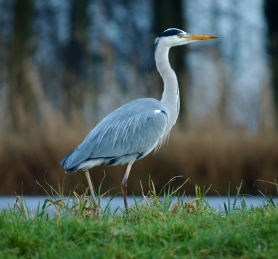 Met een 70-200mm VR uit de losse hand genomen vandaar de foto niet haarscherp is.