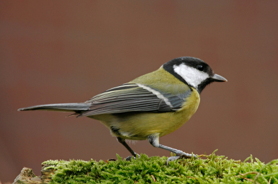 ben ook maar eens bezig gegaan om vogels in mijn tuin te lokken.nadat ik een voedertafel heb gemaakt en gevoerd had kwamen er enkele soorten eens kijken.
hier een foto van een koolmeesje die vandaag eens langskwam.
ik ben benieuwd wat jullie hiervan vinden.