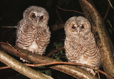 De bosuiltjes zouden bijna uitvliegen toen door een storm hun nestkast uit de boom viel. Dat gaf ons een unieke kans om ze van dichtbij te bekijken en te fotograferen.