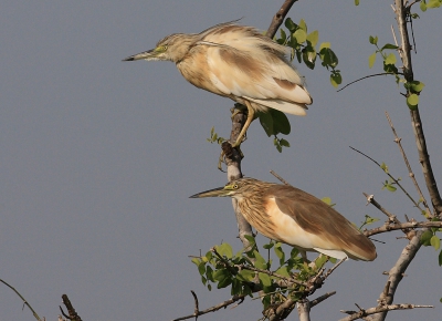 Vlakbij mijn onderkomen in Djoudj stonden iedere dag een stel Ralreigers in een struik. Ik wachtte tot dat deze twee vogels bij elkaar waren aangekomen in de top. De zon zakte al behoorlijk en zette beide vogels in een mooie belichting.