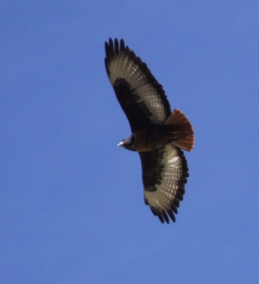 Waren alle Buteo's maar zo makkelijk te determineren als deze. Hoewel, de Augur Buzzard lijkt er wel op, maar zit in noordelijker streken.