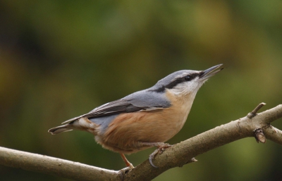 De schuifpui op een kier, zelf achter het gordijn, zo proberen portretjes te maken. Het vogeltje was meestal sneller dan ik. (ben aan het denken over een betere verschuil-methode)