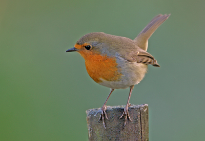 Het roodborstje met zijn warme tinten bewust eens gefotografeerd tegen een wat koele achtergrond.