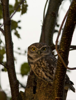 Het zonnetje scheen precies goed voor deze foto.
Het uiltje bleef me in goed in de gaten houden geweldige
vogels zijn het!