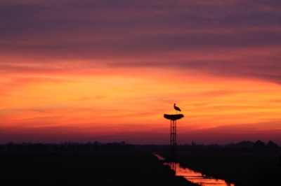 Al een week overnachtte deze achtergebleven ooievaar op "ons" nest. Deze avond was de zonsondergang erg mooi. De ooievaar bleef een tijd poetsen, maar uiteindelijk lukte het hem met het juiste silhouet te fotograferen voor het te donker werd.