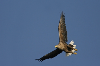 Een laatste van de serie zeearenden - niet dat ik ooit genoeg krijg van deze prachtige vogels...