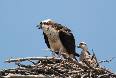 Tja, een foto van vogels op een nest, dat vraagt om een verklaring. Ik heb lang getwijfeld of ik deze foto zou plaatsen maar vond hem zo leuk (het jong dat net zo boos probeert te kijken als z'n mama) dat ik het toch maar doe met de mededeling dat het nest op een paal is geplaatst en staat aan de rand van een camping. De vogels zijn hierdoor wel enigszins gewend aan wat bekijks van de homo sapiens en trekken zich daar dan ook niet veel van aan. Het bewijs hiervan kan ik overleggen in de vorm van tientallen foto's waarop moeder en de drie jongen lekker zitten te soezen met gesloten ogen. Dat ze op deze foto verstoord lijken komt door een aantal amerikaanse roodborsten die een eindje verderop ruzie aan het maken waren. Ik ben benieuwd naar jullie commentaar.