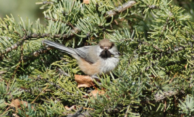 Dit was de eerste keer dat ik de bruine mees zag en gelijk kwam hij goed voor de lens. Soms zo dichtbij dat ik met mijn 70-300mm geen foto maken kon. Op deze foto vind ik de bruine mees mooi kleuren met de achtergrond.