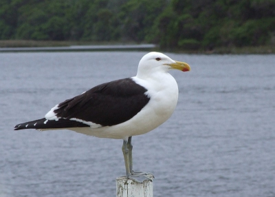Aan het met bos omzoomde estuarium van Nature's Valley. Deze Zuidafrikaanse ondersoort van de Kelpmeeuw heeft een donker oog, en wordt ook wel Cape Gull genoemd.