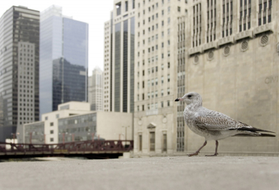 De ringsnavelmeeuw danste voor de civic opera in Chicago. Ik vond het zachte van de veren prachtig contrasteren met het harde van de gebouwen, terwijl ze in kleur wel erg op elkaar lijken.